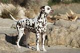 DALMATIEN 157